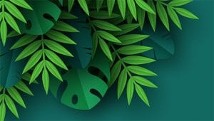 bán bản quyền indesign
