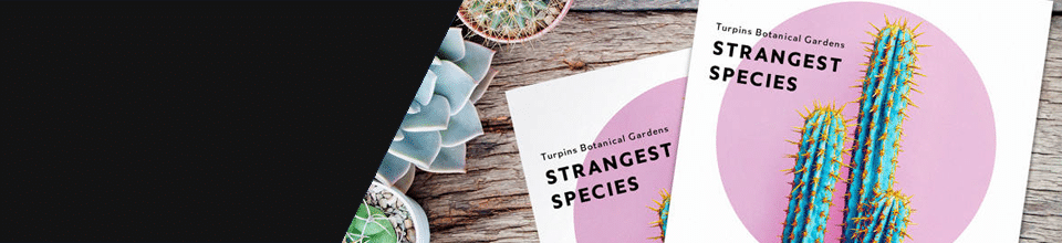 indesign banner