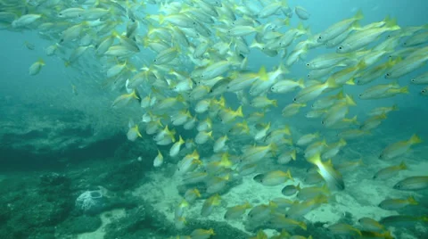 Large School Yellowstripe Monocle Bream Footage 036930025_iconl