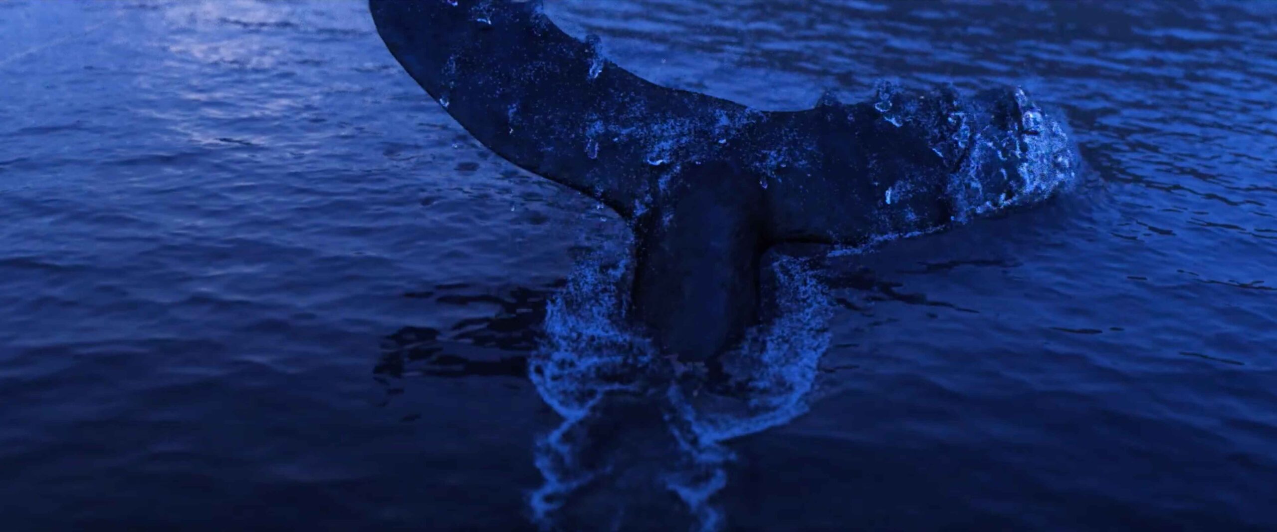 Whale_tail