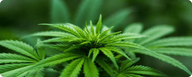 Cannabis_img